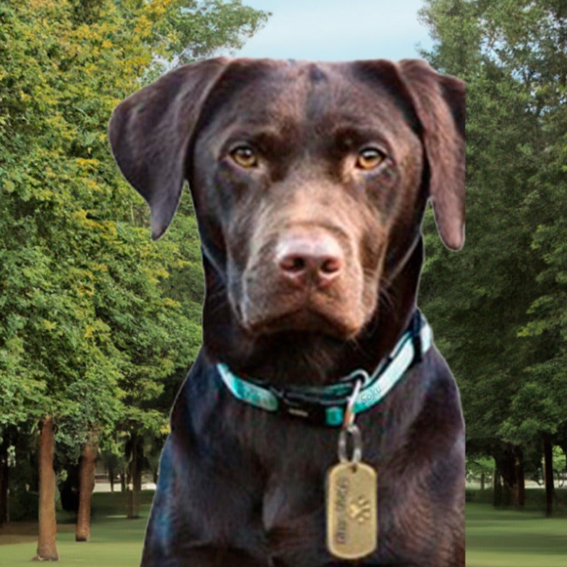 Soku Placa Perro Personalizada Huella Tag Inoxidable Premium