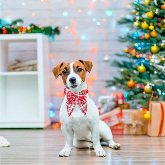 Soku Perro Pañoleta Moño Regalo Fiestas Hipoalergénico
